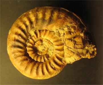 Dumortieria sp. (ob.Toarcium)