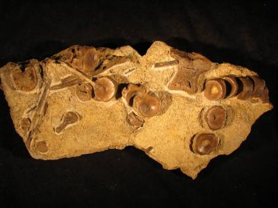 Ichthyosaurierknochen