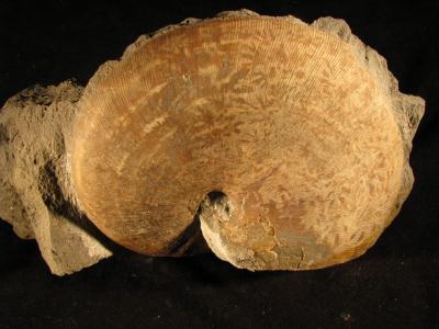 Phylloceras heterophyllum