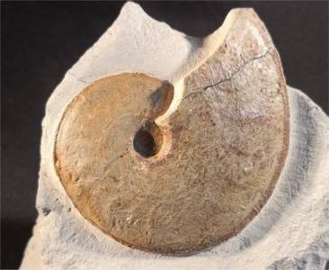 Ochetoceras canaliferum