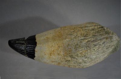 Platypterygius sp.