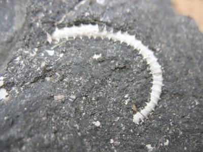 Röhrenwurm Serpula etalensis