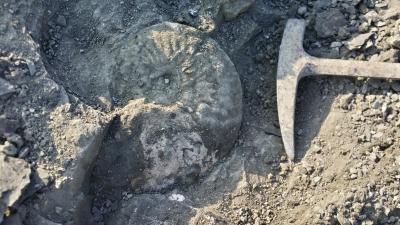 Amaltheus in der Erzbank