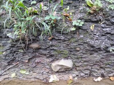Geoden im Amaltheenton