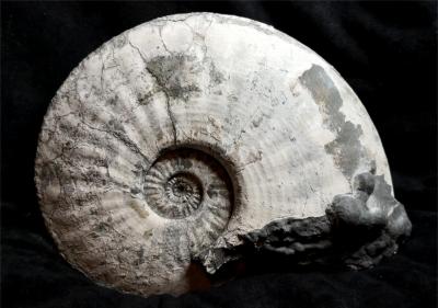 Amaltheus margaritatus