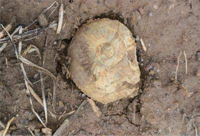 Amaltheus stokesi