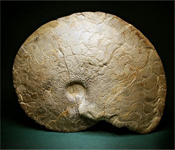 Ceratites semipartitus