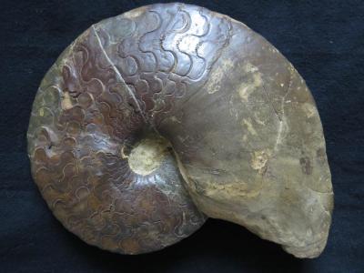 Ceratites semipartitus