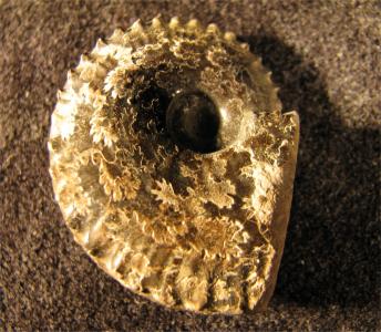 Distichoceras bicostatum