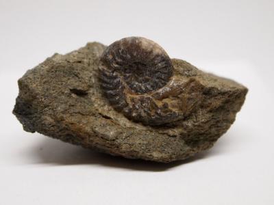 Dorsetensia romani