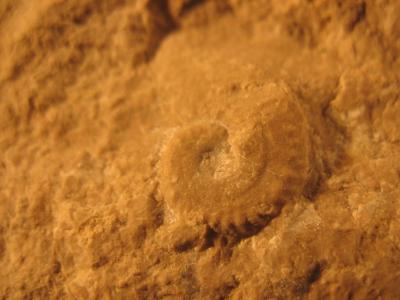 Granulochetoceras argonautoides