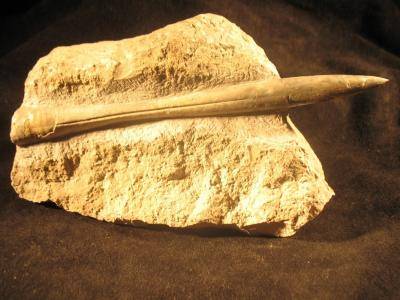 Hibolites semihastatus
