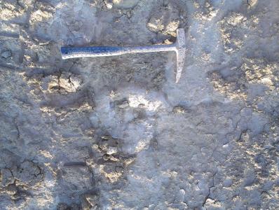 Lithacosphinctes Fundzustand