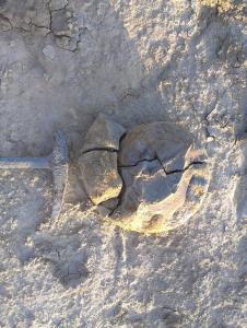 Lithacosphinctes