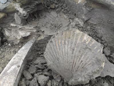 doppelklappige Pseudopecten