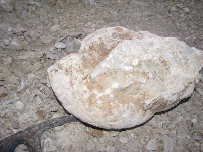 Pseudhimalayites uhlandi