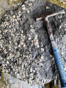 Block im Bachbett mit Polymesoda convexa