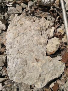Muschelbank