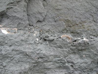 Lage mit Süßwassermuscheln