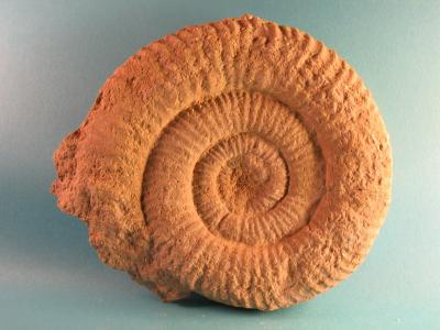 Nebrodites sp.