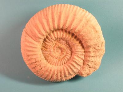 Crussuliceras aceroides