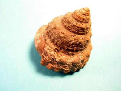 Pleurotomaria amalthei