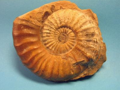 Pleuroceras apyrenum mit Farbstreifen