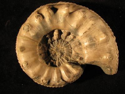 Pleuroceras salebrosum