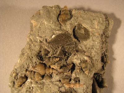 Maturifusus grimmensis