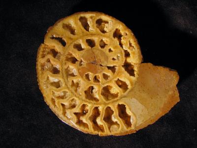 Parkinsonia sp.