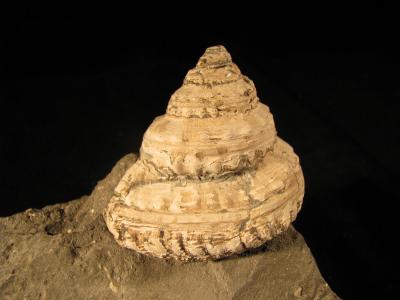 Pleurotomaria amalthei