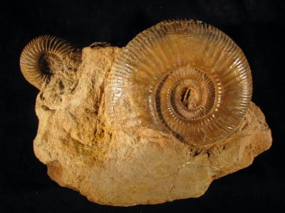 Lobosphinctes schloenbachi