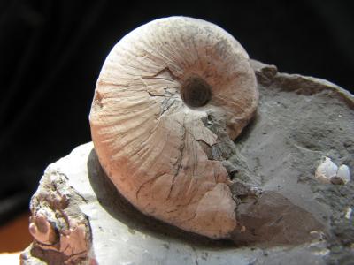 Zetoceras zetes