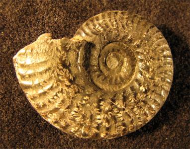 Hecticoceras (Lunuloceras) frederici