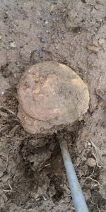 Lytoceras fimbriatum