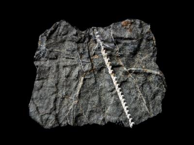 Monograptus in Kieselschiefer