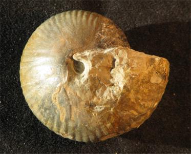 Morrisiceras sphaera
