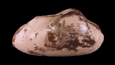Pachymya sp.