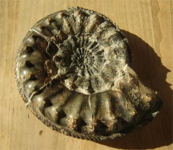 Pleuroceras salebrosum 15cm