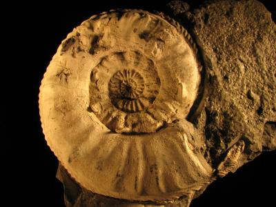 Pleuroceras salebrosum mit Kielrostrum