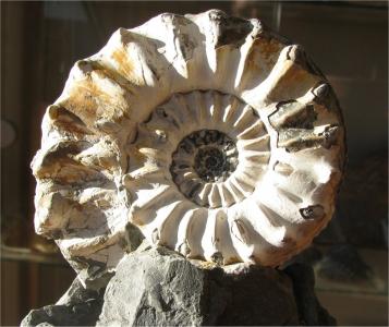 Pleuroceras spinatum