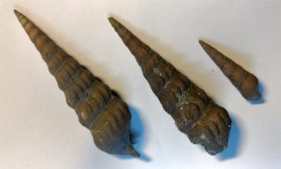 Pseudokatosira undulata