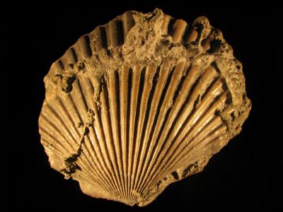 Pseudopecten aequivalvis