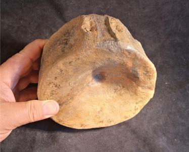Wirbel Temnodontosaurus (unt. Toarcium)